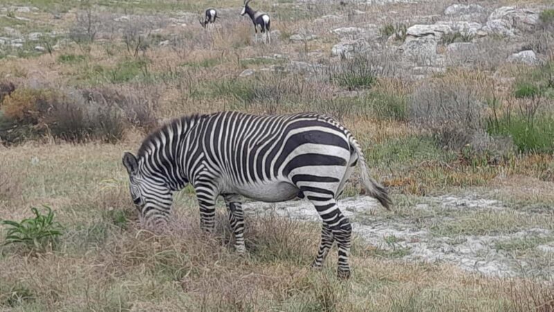 Cheetah, Giraffes Encounter, lion's park, and Wine Tasting - Practical Details: What You Need to Know