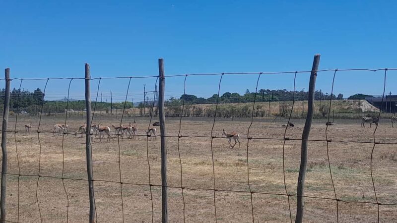 Cheetah, Giraffes Encounter, lion's park, and Wine Tasting - Final Thoughts