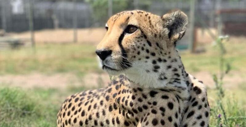 Cheetah Outreach and Award-Winning Winelands Full Day Tour - Scenic Drive to the Cape Winelands