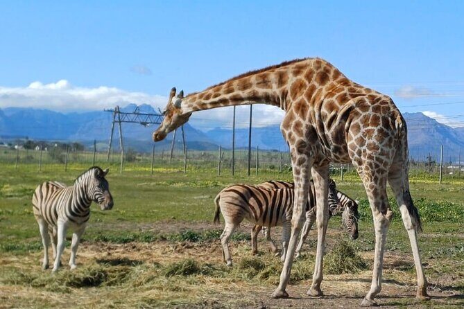 Cheetah Outreach, Giraffe Encounter, and Wine Tasting Experience - Key Points