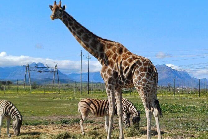 Cheetah Outreach, Giraffe Encounter, and Wine Tasting Experience - A Closer Look at the Itinerary