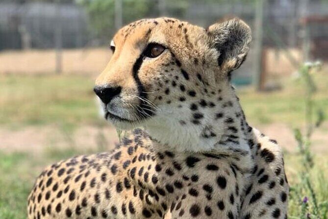 Cheetah Outreach, Giraffe Encounter, and Wine Tasting Experience - Who Would Love This Tour?