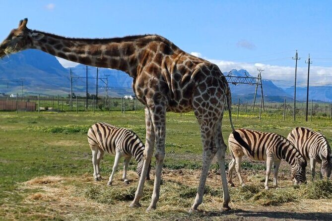 Cheetah Outreach, Giraffe Encounter, and Wine Tasting Experience - FAQ about the Cheetah Outreach, Giraffe Encounter, and Wine Tasting Tour
