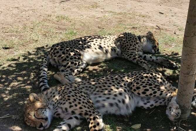 Cheetah Outreach Tour Somerset West, Gordon's Bay and Strand Beaches - Key Points