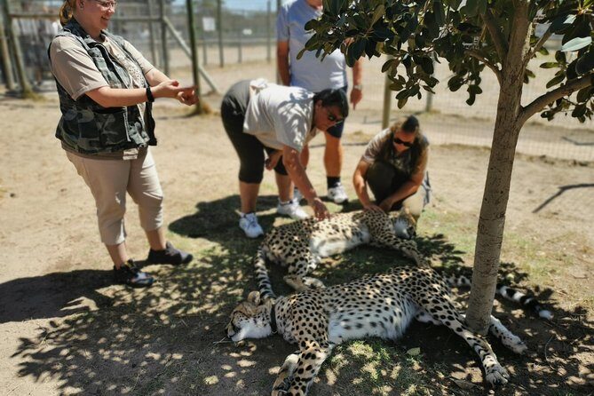 Cheetah Outreach Tour Somerset West, Gordon's Bay and Strand Beaches - A Detailed Look at the Tour Experience