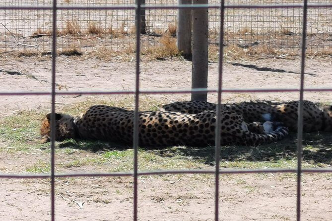 Cheetah Outreach Tour Somerset West, Gordon's Bay and Strand Beaches - Final Verdict