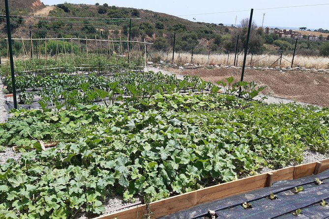 chefcooking-paella-from-our-andalusian-grandmother-at-a-family-farm