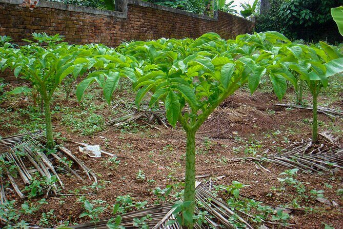 Chena Lunch Experience from Tissamaharama - The Experience in Context