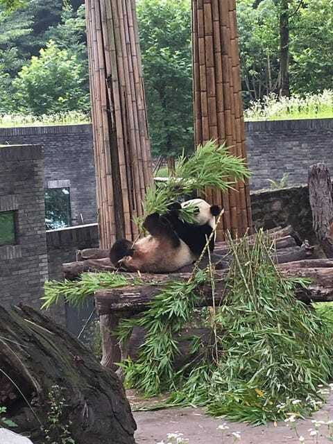 chengdu-3-day-panda-base-giant-buddha-and-ancient-town
