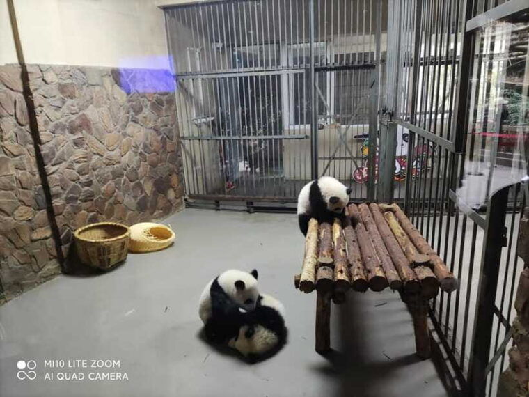 chengdu-3-day-panda-base-giant-buddha-and-ancient-town