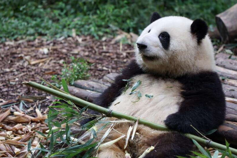 chengdu-3-day-private-tour-with-panda-and-buddha
