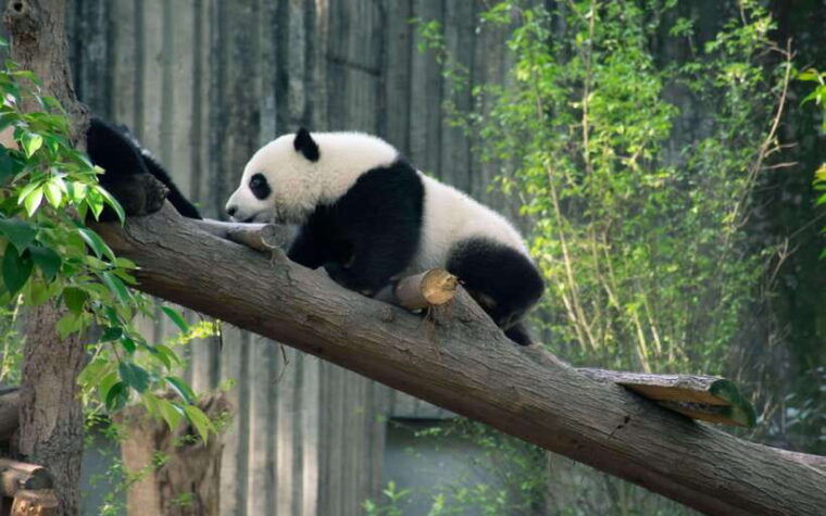 chengdu-3-day-private-tour-with-panda-and-buddha