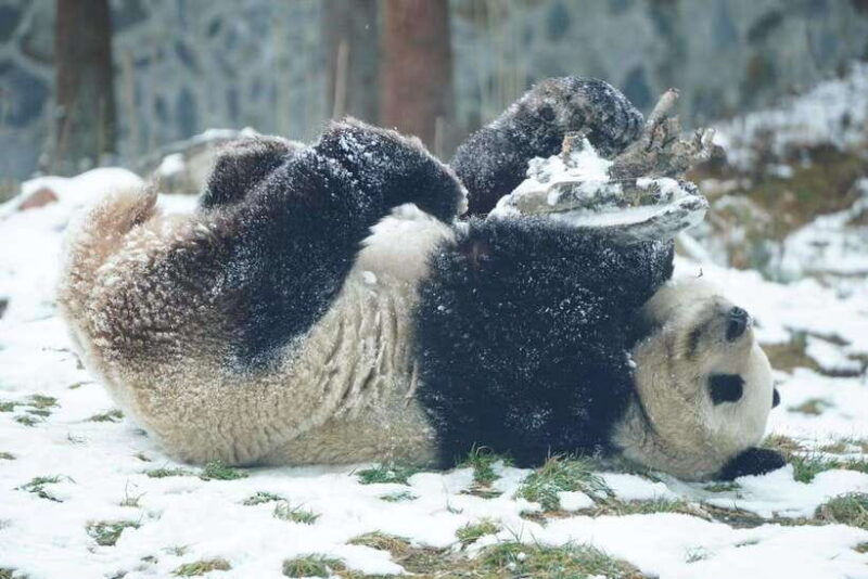 chengdu-4-day-wolong-in-depth-panda-tour