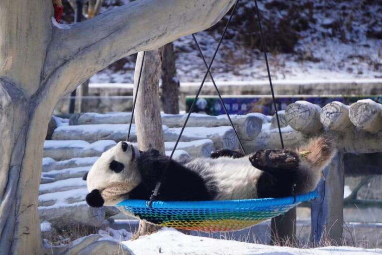 chengdu-4-day-wolong-in-depth-panda-tour