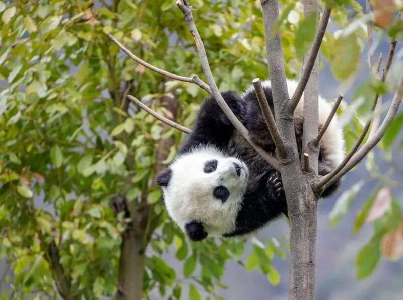 chengdu-9-day-western-sichuan-self-drive-tour