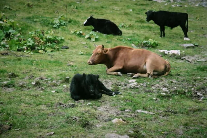 Chengdu: Algou Valley Hiking Tour with Roundtrip Transfer - Key Points