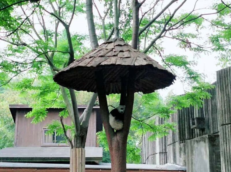 Chengdu: Chengdu Day Trip with Giant Panda and Leshan Buddha - FAQ