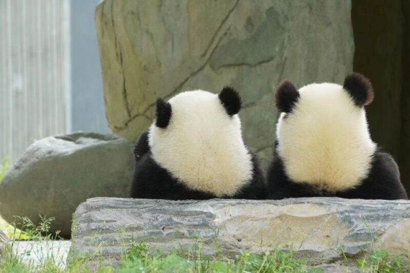 chengdu-chengdu-day-trip-with-giant-panda-and-leshan-buddha