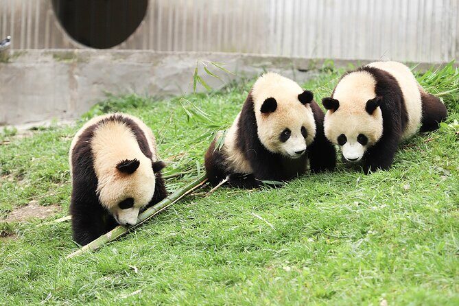 Chengdu Culture: Panda, Teahouse and Performance - Key Points