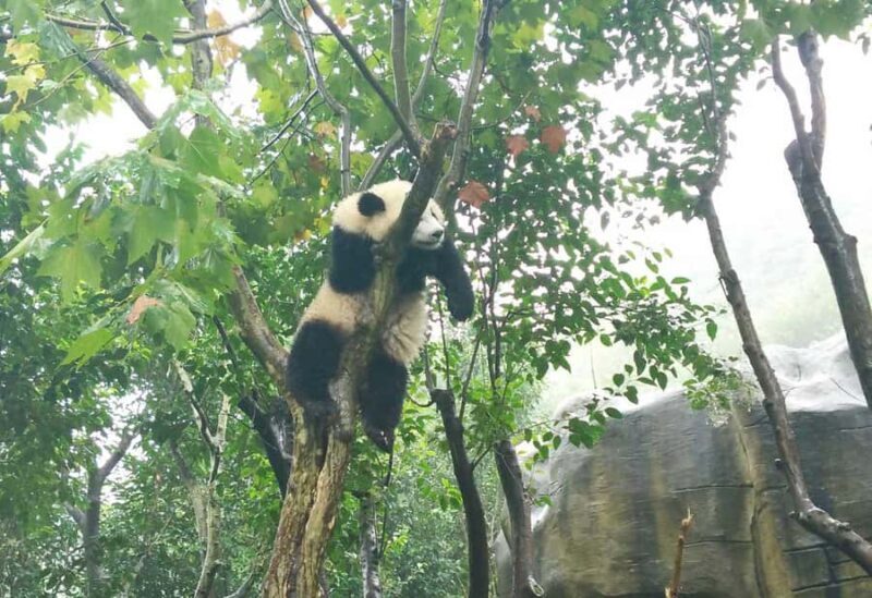 Chengdu Day Tour of Panda Hometown & Taoist Mountain - Discover Chengdu’s Charm with the Panda Hometown & Taoist Mountain Day Tour