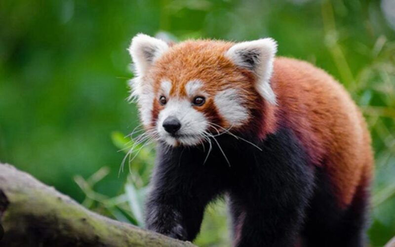 chengdu-downtown-essences-private-day-tour