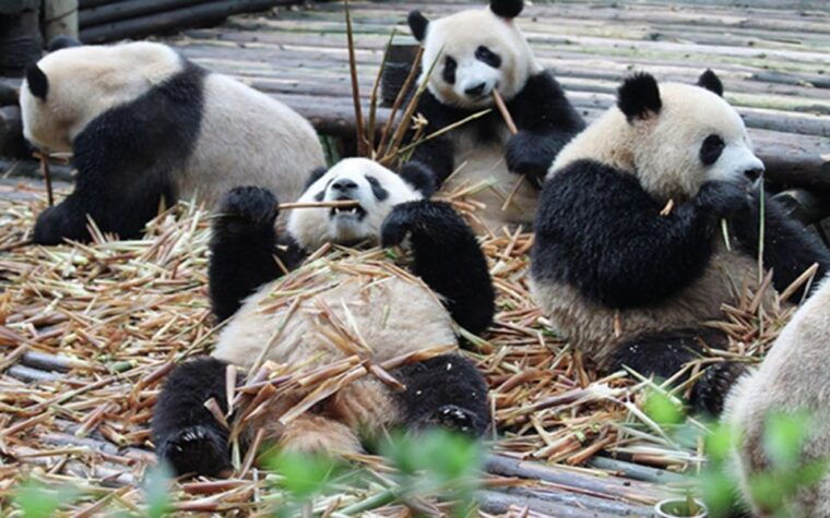chengdu-downtown-essences-private-day-tour