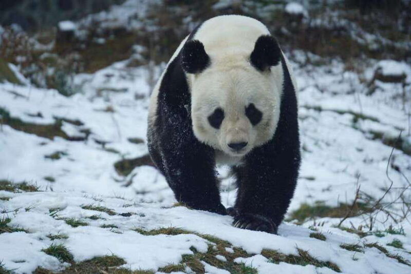 chengdu-dujiangyan-panda-volunteer-program-with-lunch