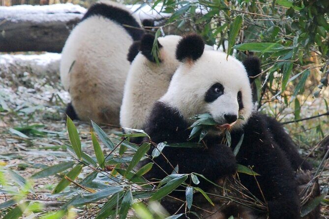 Chengdu Getaway: Private 2-Day Tour from Beijing - Exploring Chengdu in Just Two Days