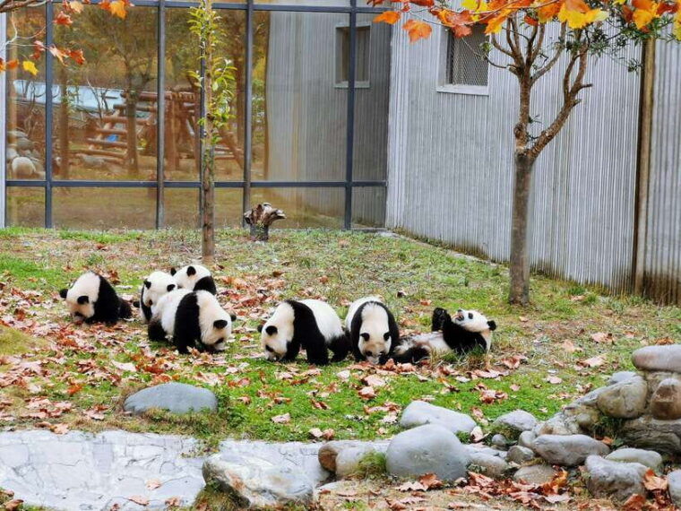 chengdu-giant-panda-and-leshan-buddha-day-trip