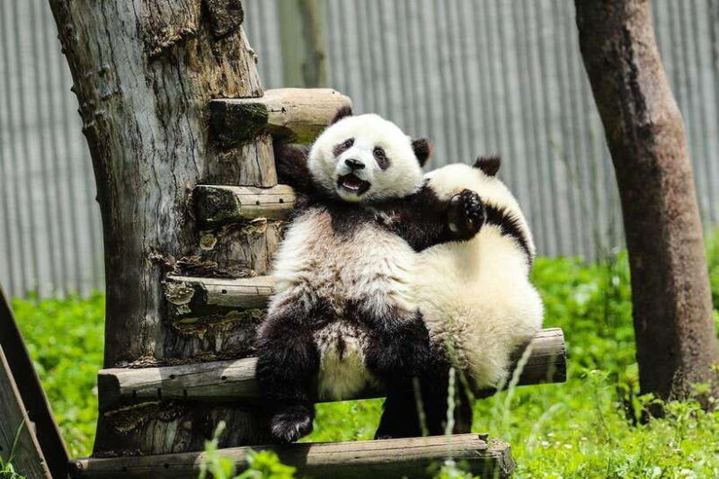 chengdu-giant-panda-base-half-day-tour-english-tour-guide