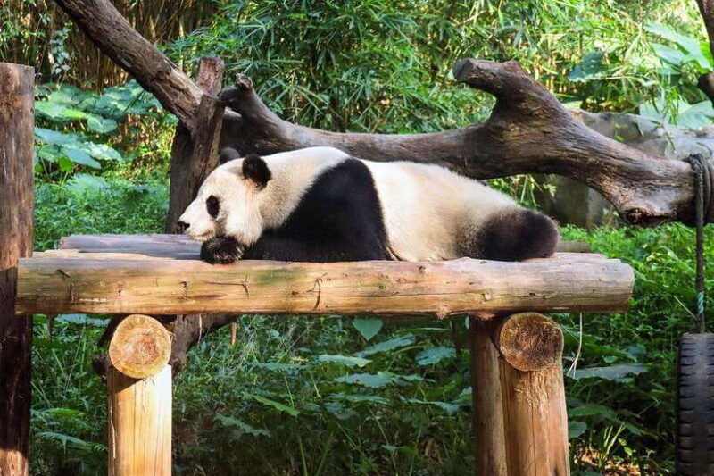 chengdu-giant-panda-base-half-day-tour-english-tour-guide