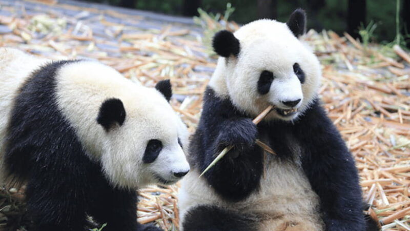 chengdu-giant-panda-base-reservation-and-entry
