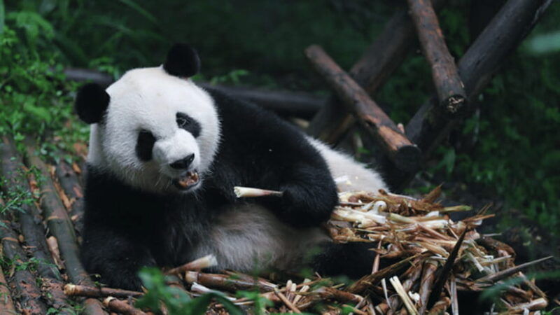 chengdu-giant-panda-base-reservation-and-entry