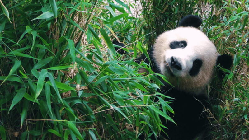 chengdu-giant-panda-base-reservation-and-entry