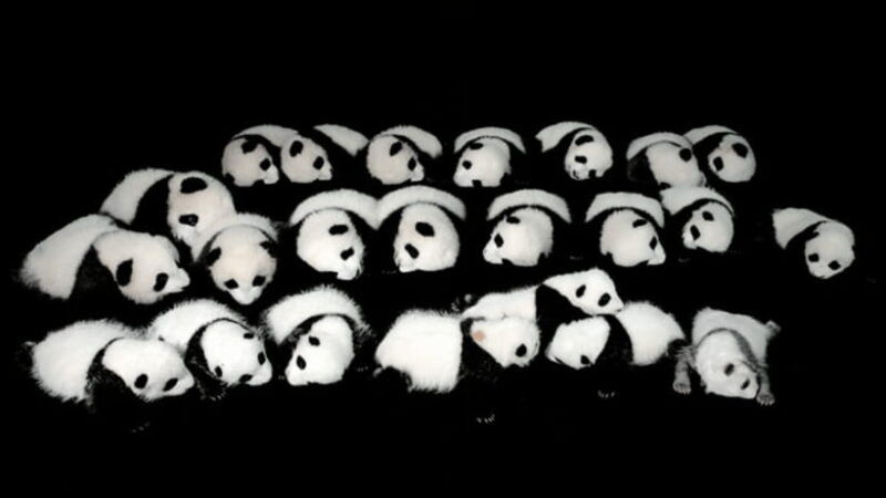 chengdu-giant-panda-base-reservation-and-entry