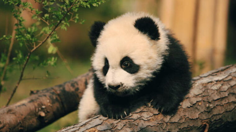 chengdu-giant-panda-base-reservation-and-entry