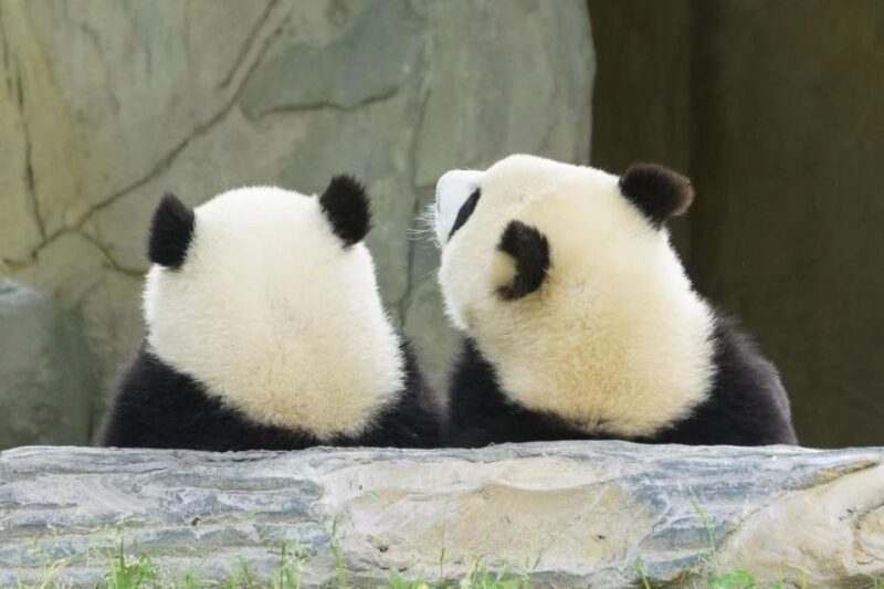 chengdu-giant-panda-breeding-research-base-ticket