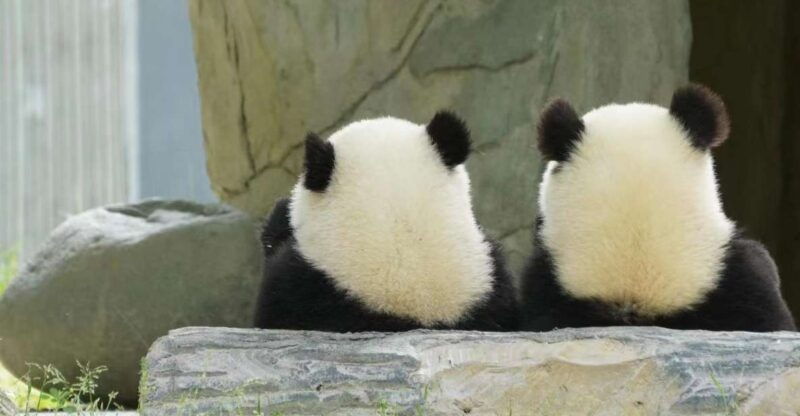 chengdu-giant-panda-breeding-research-base-ticket
