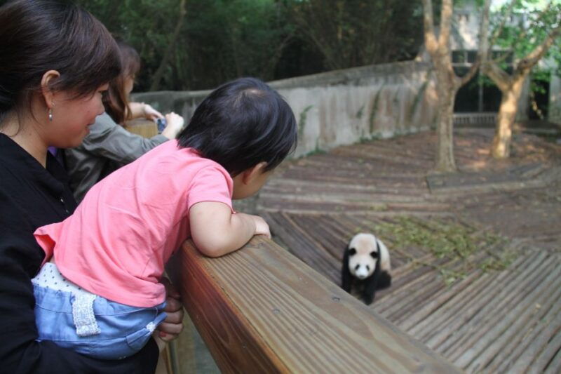 chengdu-giant-panda-breeding-research-base-ticket