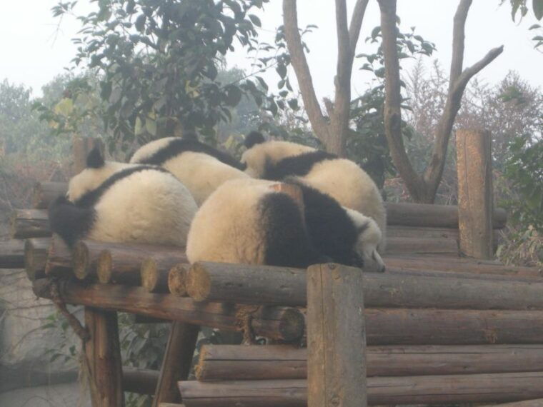 chengdu-giant-panda-breeding-research-base-ticket