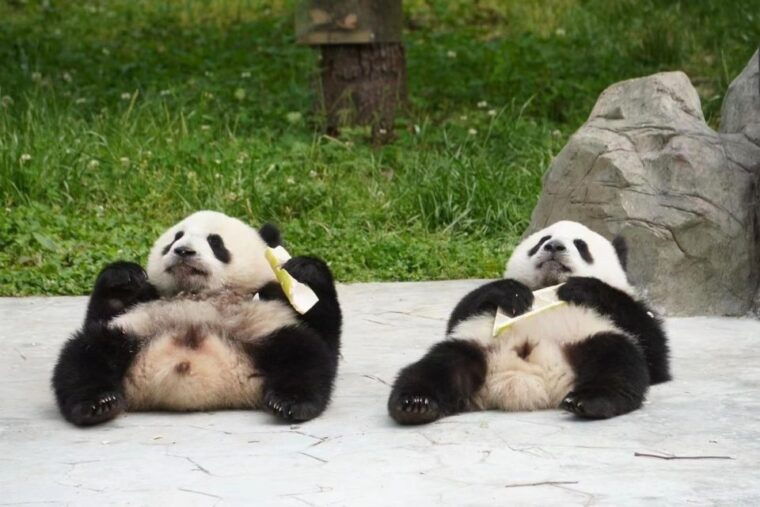chengdu-giant-panda-breeding-research-base-ticket