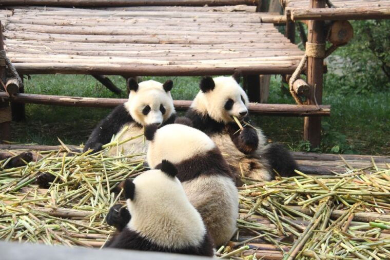 chengdu-giant-panda-breeding-research-base-ticket