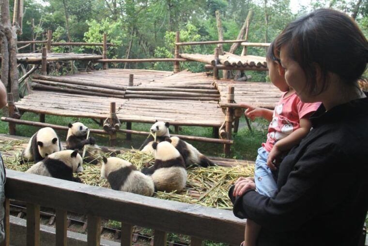 chengdu-giant-panda-breeding-research-base-ticket