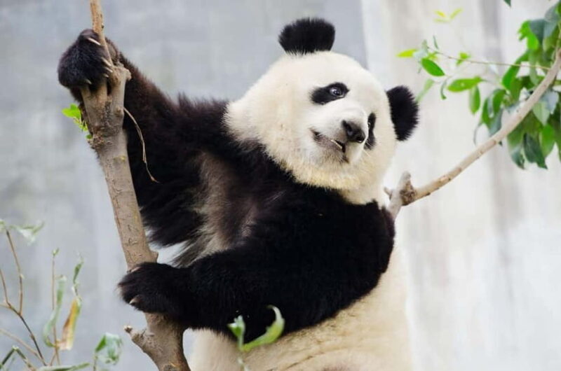 Chengdu Giant Panda: Panda Base or Shenshuping (optional) - Introduction
