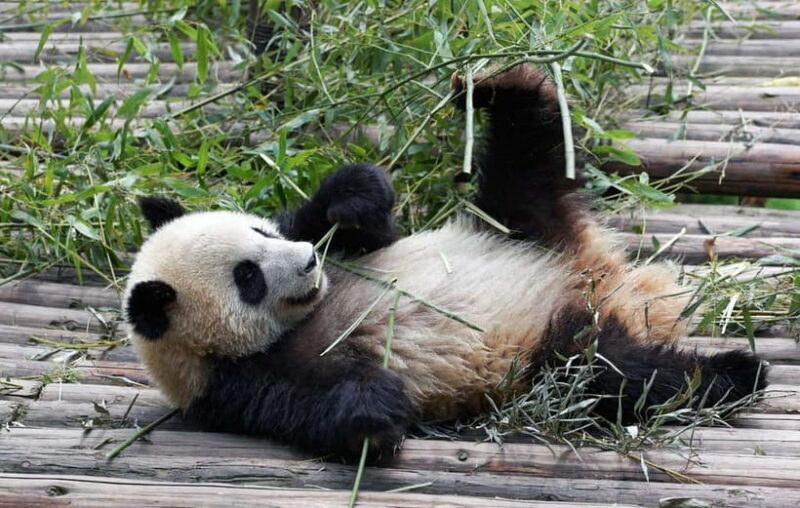 Chengdu Giant Panda: Panda Base or Shenshuping (optional) - The Peaceful Shenshuping Experience