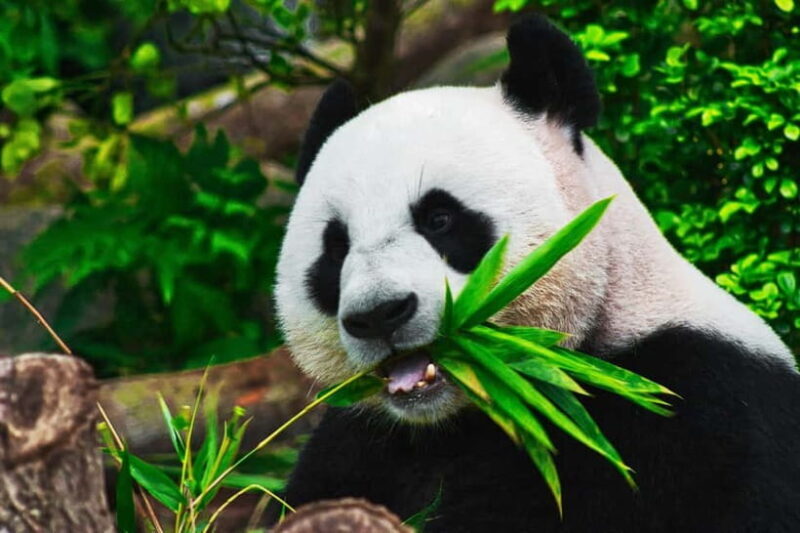 Chengdu: Half-Day Panda Base Tour with Guide Option - Key Points