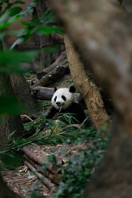 Chengdu: Half-Day Panda Base Tour with Guide Option - Exploring the Chengdu Panda Base Tour