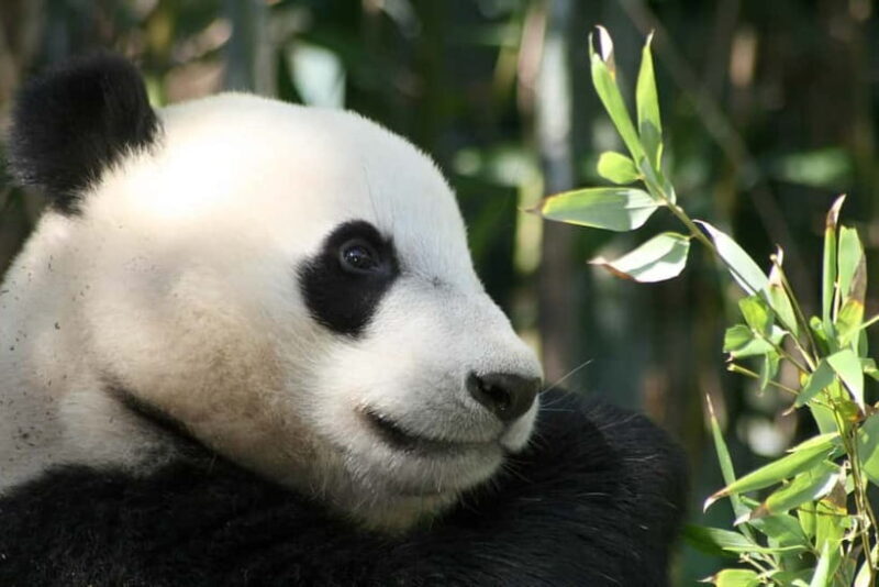 Chengdu: Half-Day Panda Base Tour with Guide Option - Practical Details and Tips