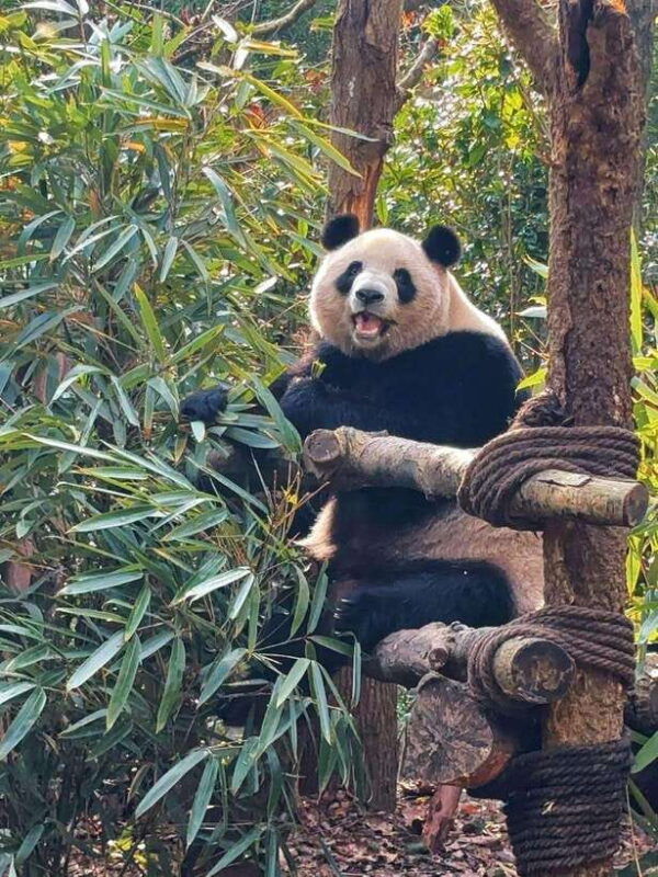 chengdu-hidden-wonders-day-tour-with-wolong-panda-base