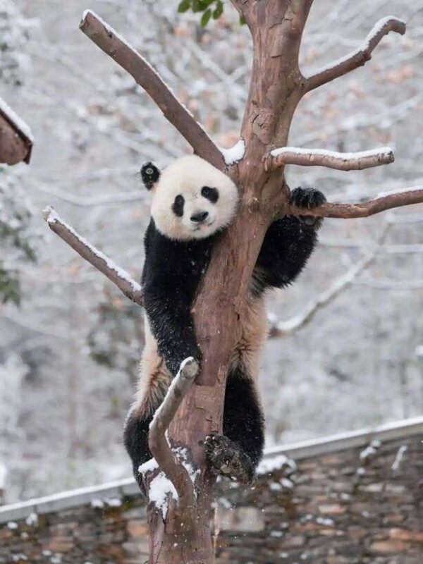 chengdu-hidden-wonders-day-tour-with-wolong-panda-base
